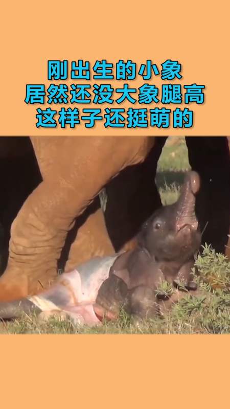 动物世界视频 动物世界视频播放