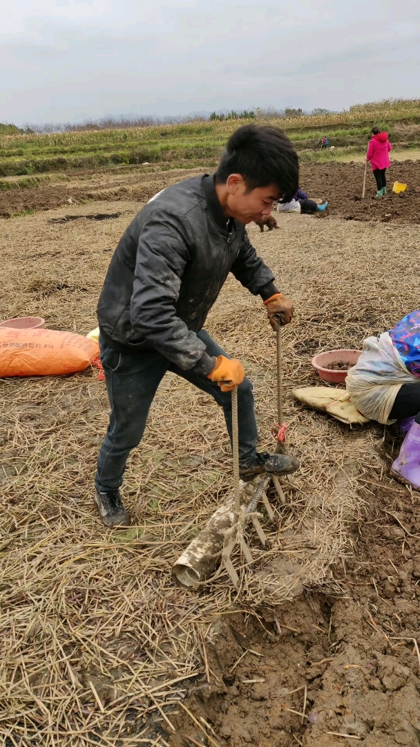 挖马蹄  ,这几天好冷啊