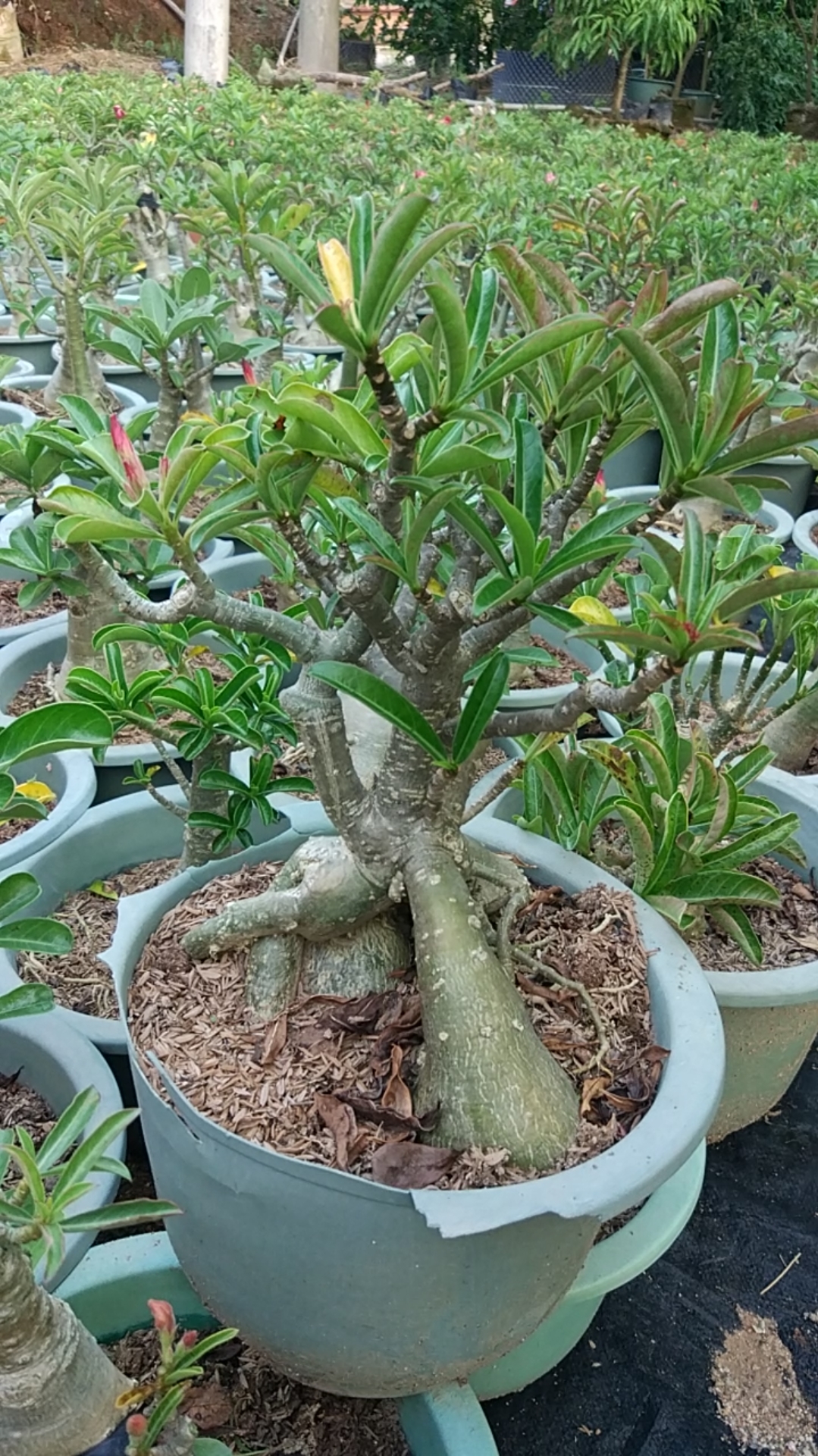 我的小花园#露天种植的老桩沙漠玫瑰,生命力超级顽强!