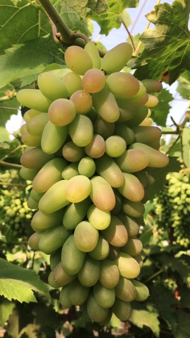 茉莉香葡萄再也一个月左右成熟,它无需用药自然成熟