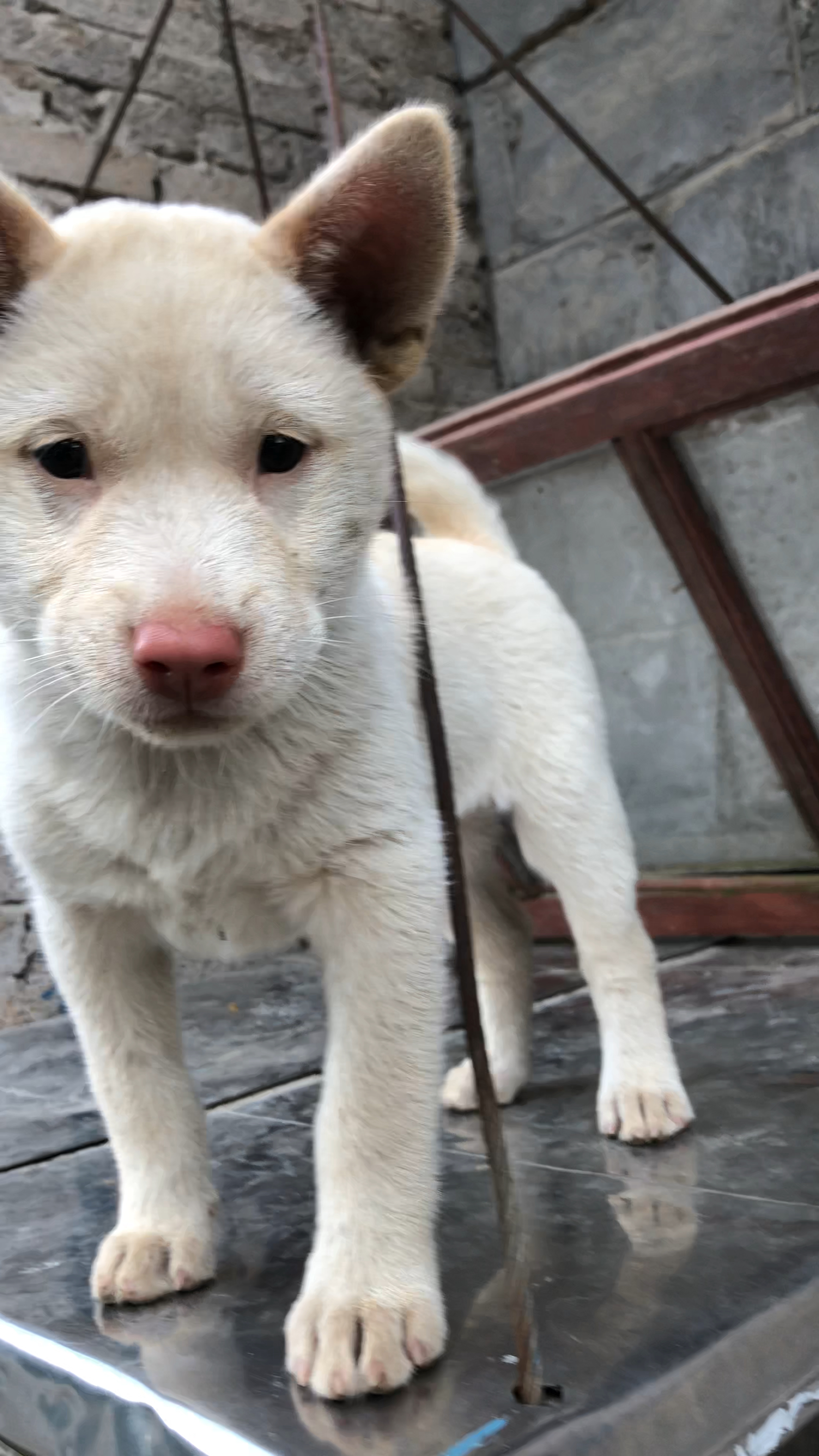 短毛下司犬快快长大吧