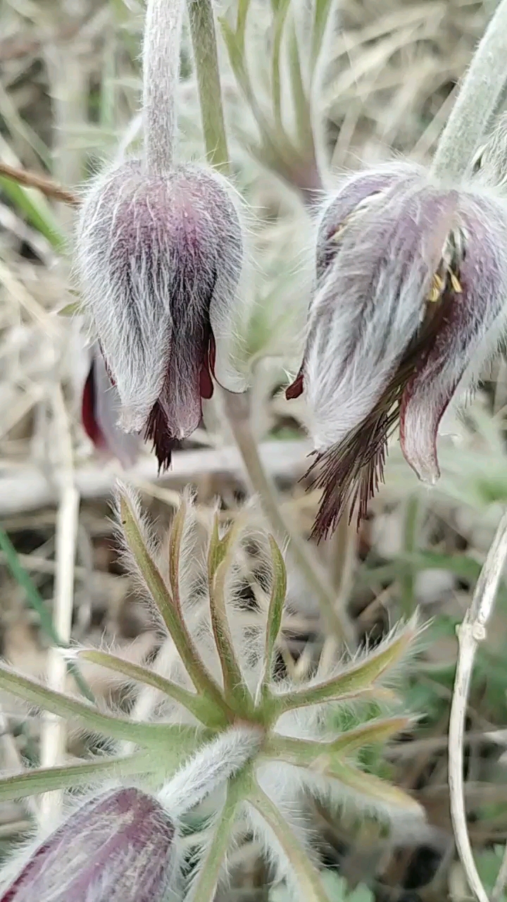毛骨朵花开的真早