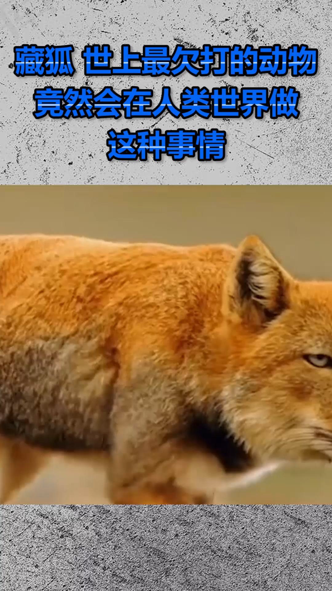藏狐,世上最欠打的动物,竟然会在人类世界做这种事情!
