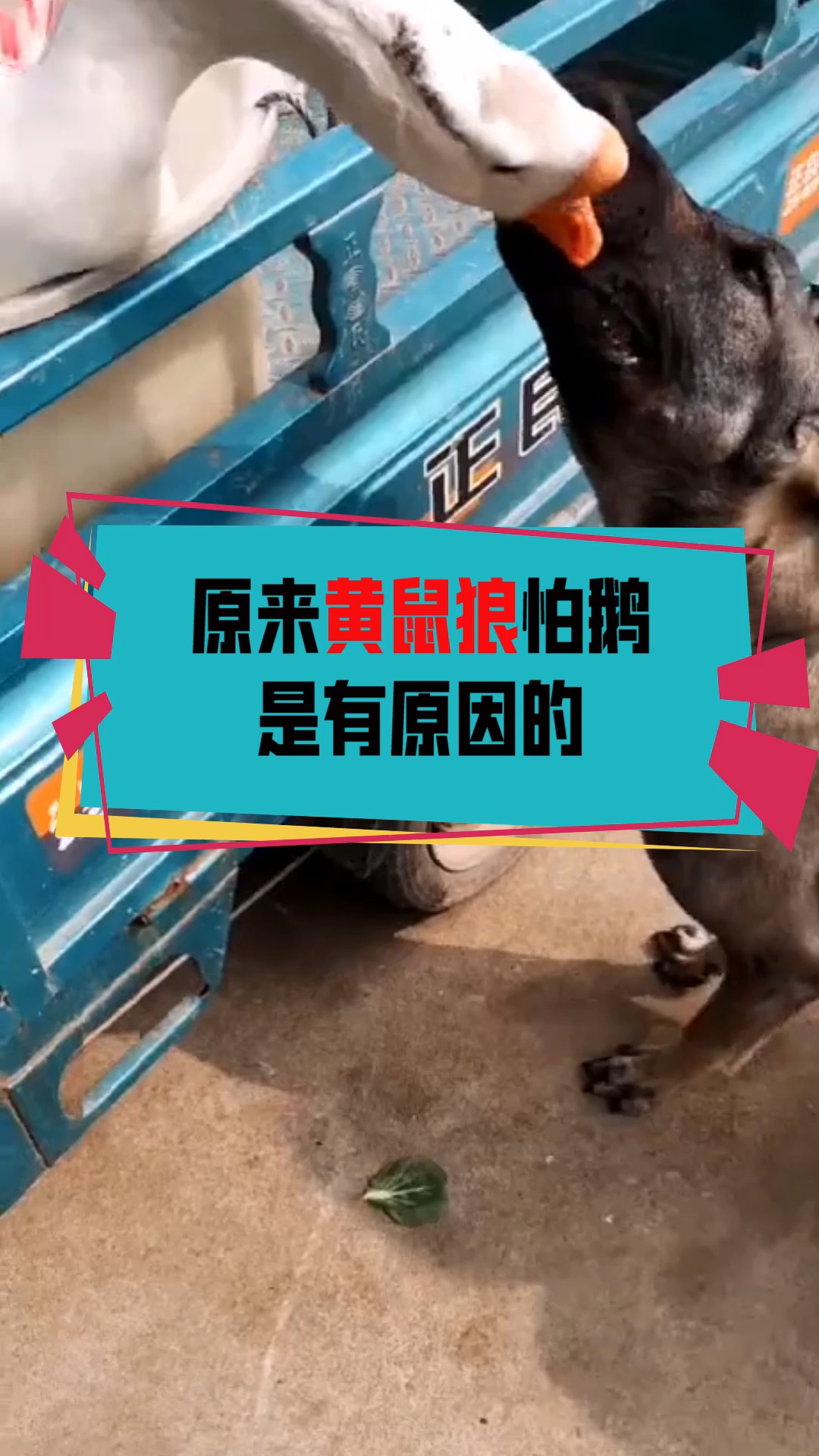 奇闻趣事抢先看#原来黄鼠狼怕鹅的原因竟是这个!