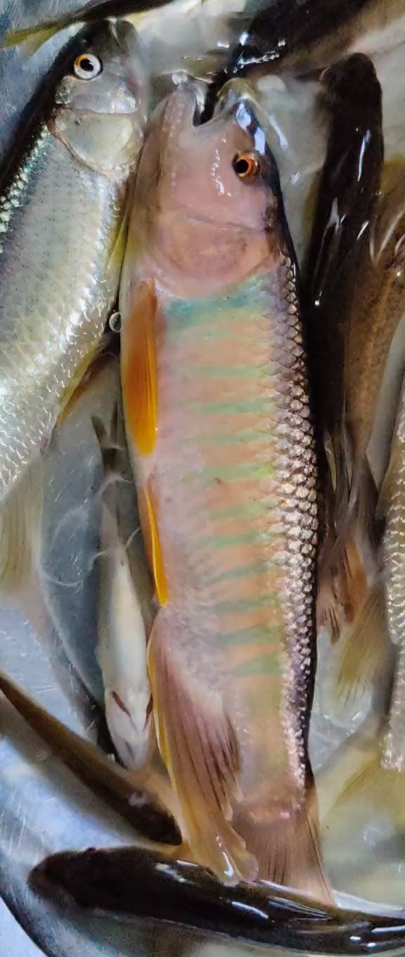 你们见过红色马口没有只有鱼钩刺中短暂的几秒会显示红色后面就很难