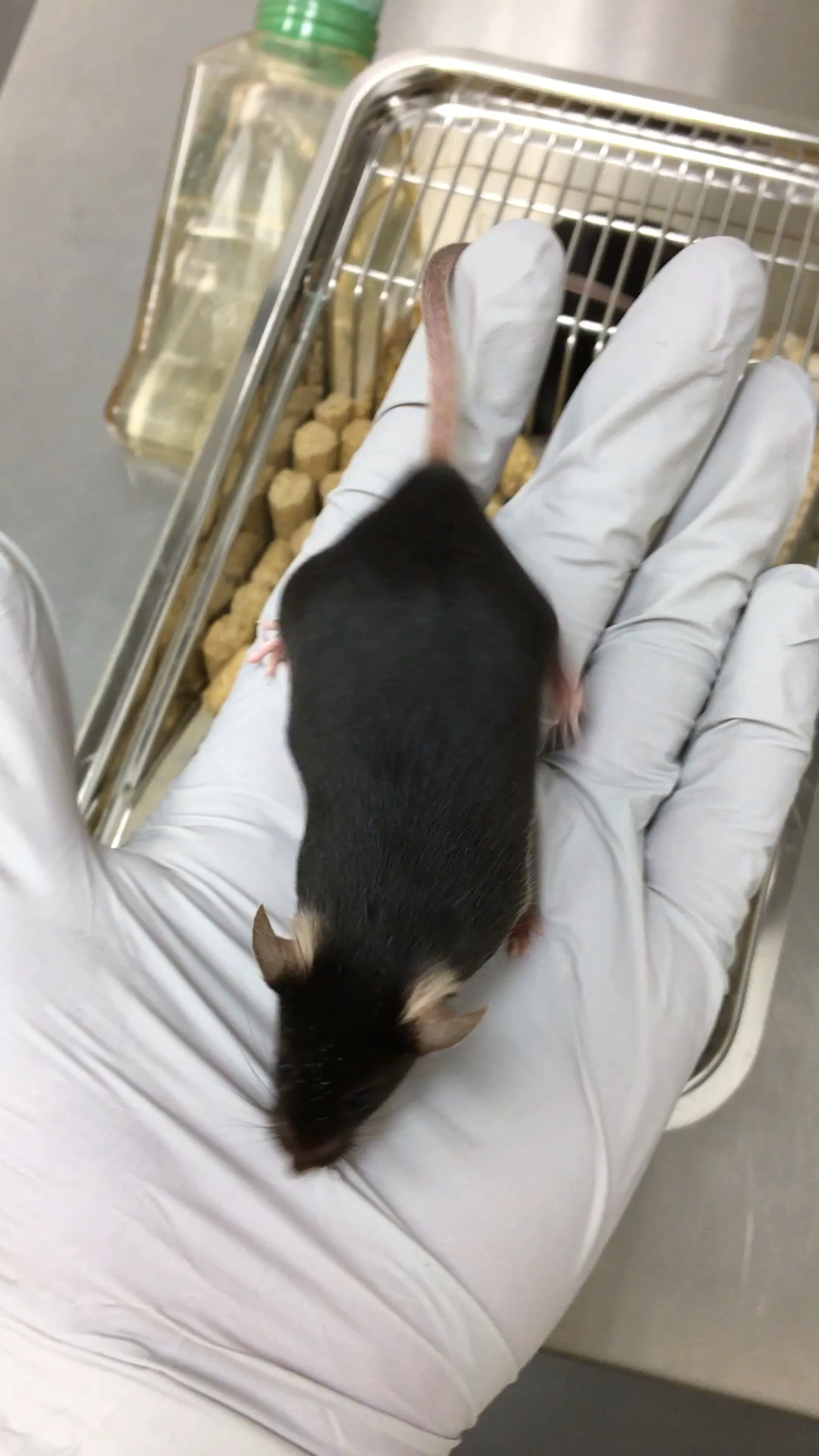 怀孕13天的小鼠