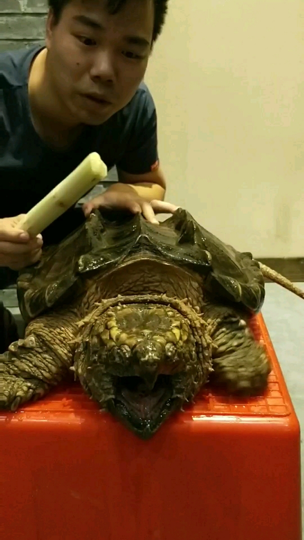 凶猛大鳄龟,一口咬断甘蔗