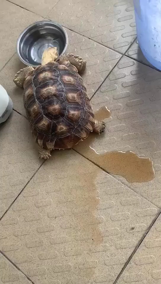 见过乌龟撒尿么