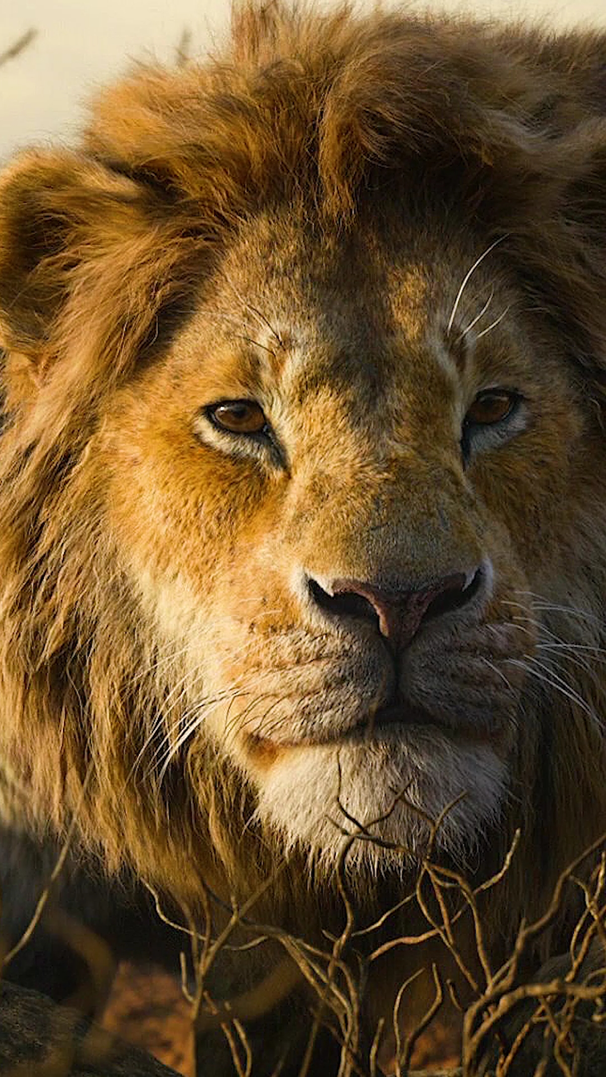 狮子王#雄狮高清60帧动态壁纸