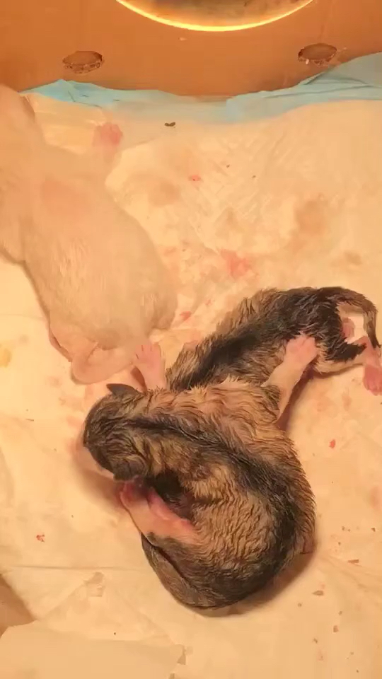 刚出生的灰桃狗宝宝,阿拉斯加