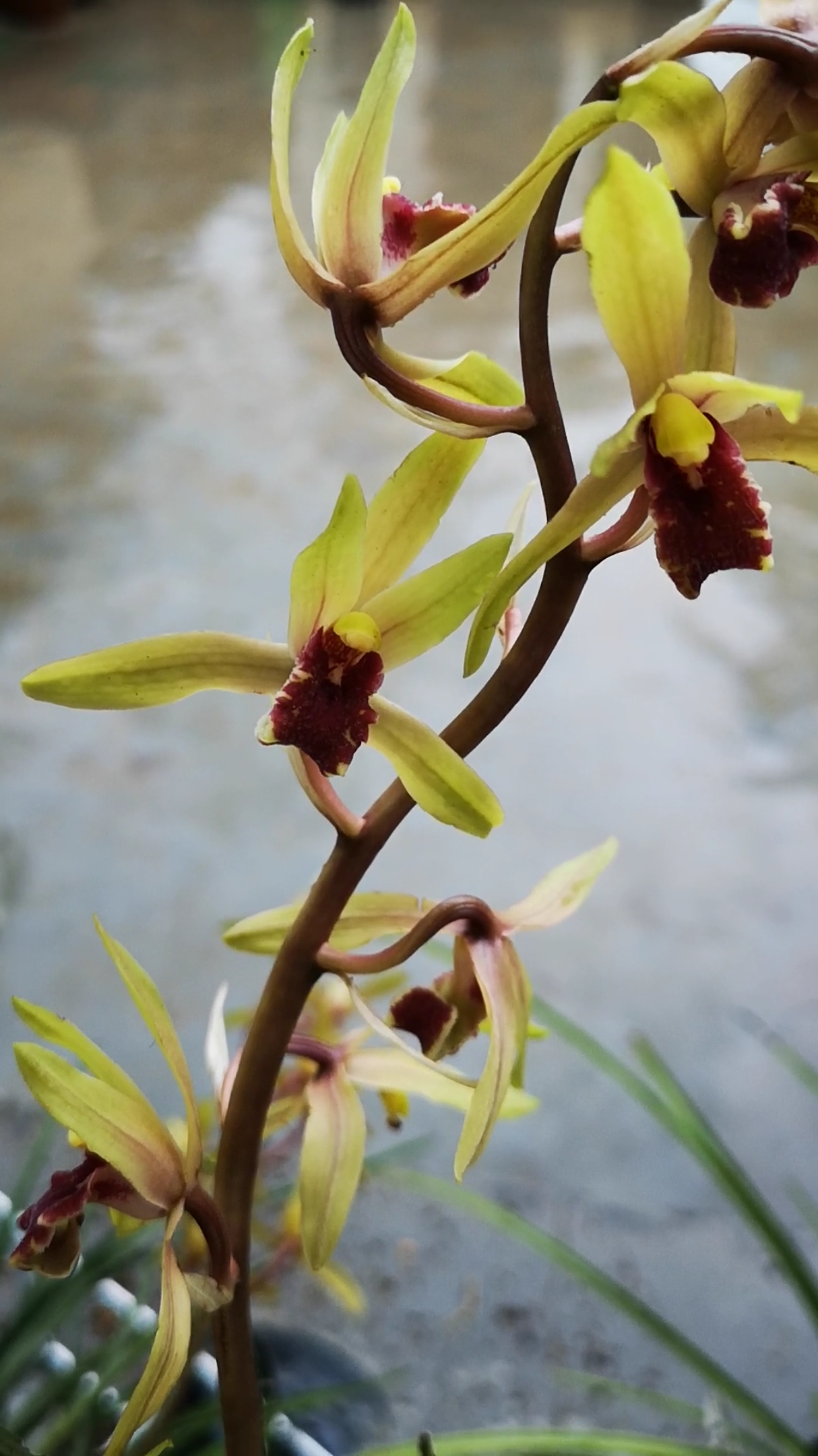 蕙兰红舌颜色很正