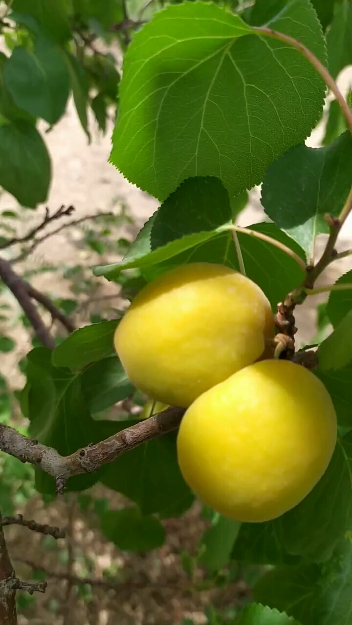 进来自己看,新疆黄杏