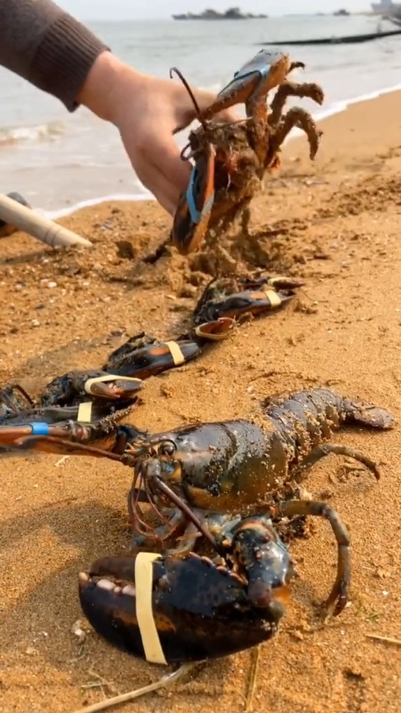 赶海喽#买来几个大龙虾,排个队形看看