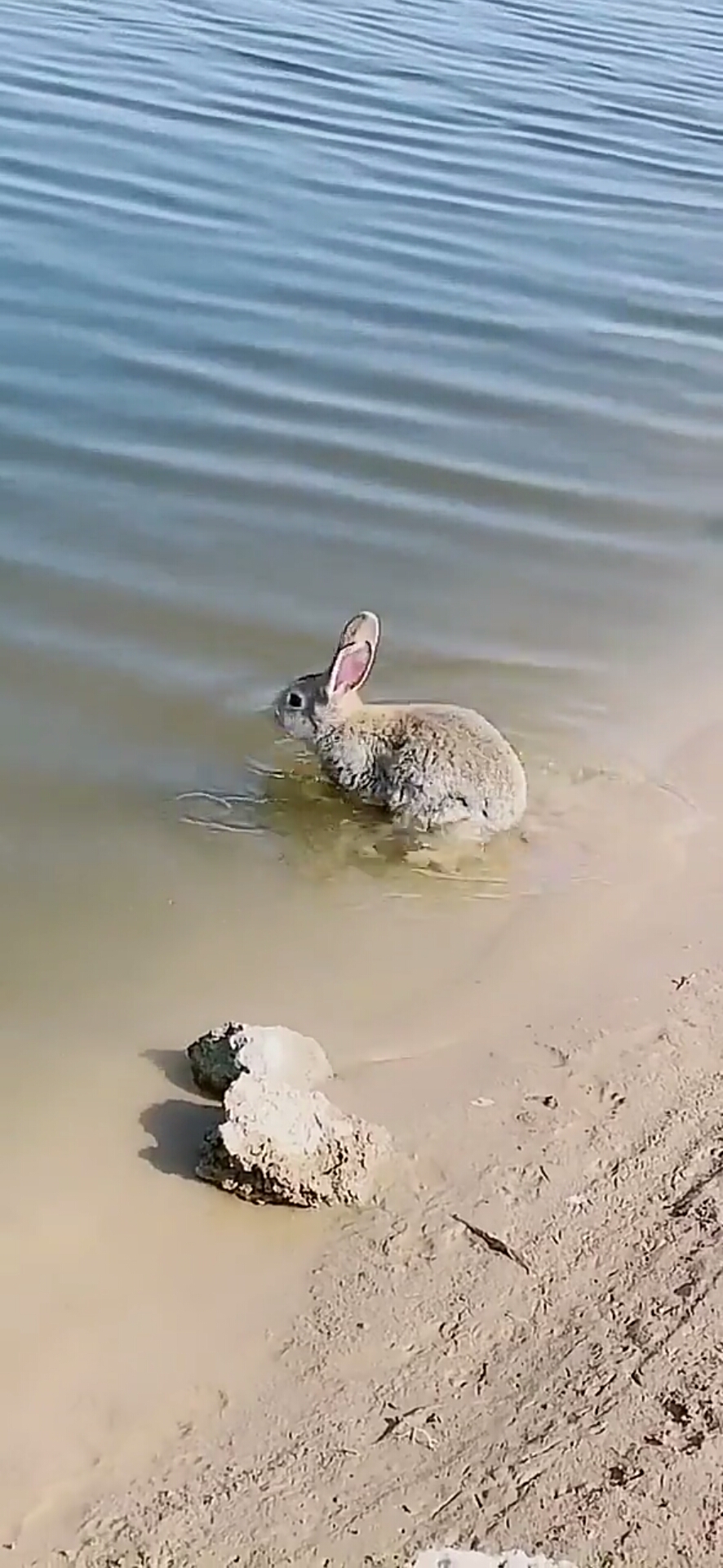 原来兔子会游泳
