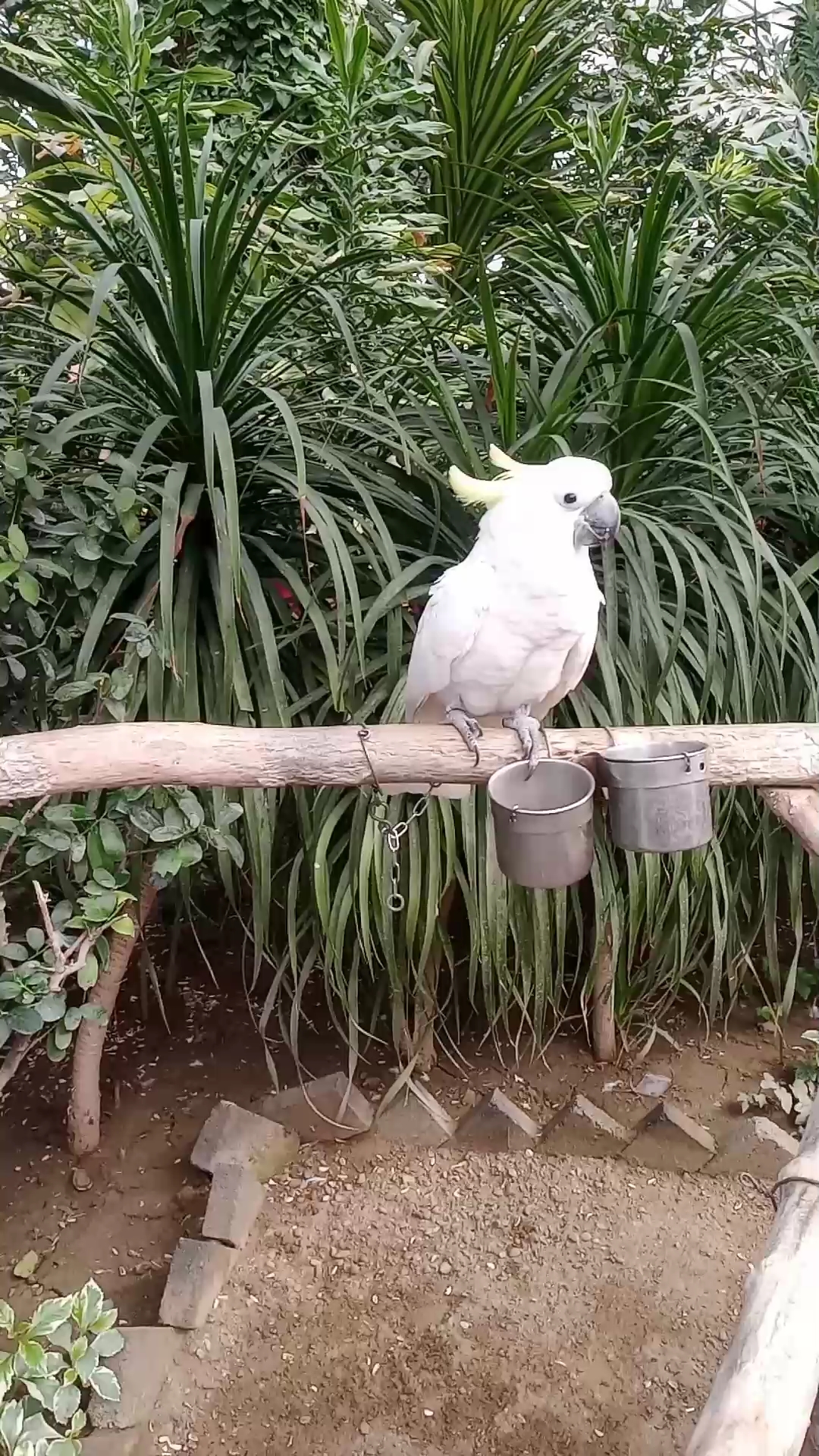 鹦鹉翻跟头你见过吗?