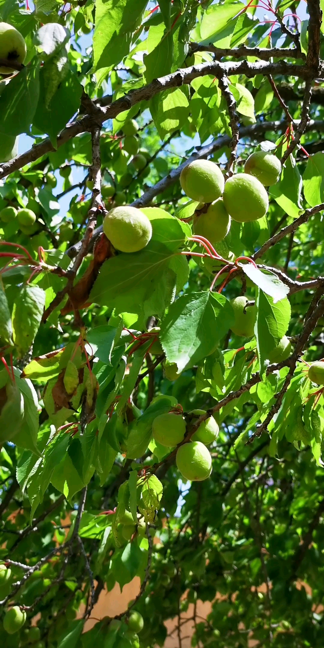 全民正能量#这满树的杏子,怎么还是青的呢?品种的缘故吧?