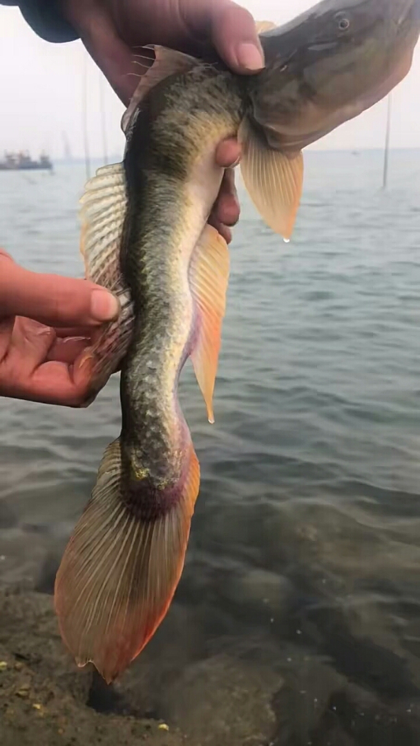 活捉一条罕见龙尾鱼