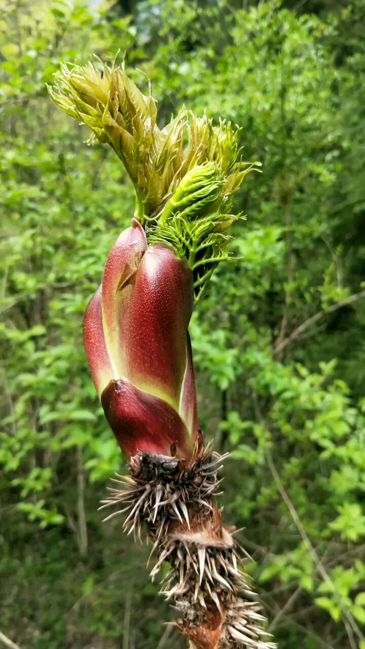 看看桂州大山里的刺嫩芽.