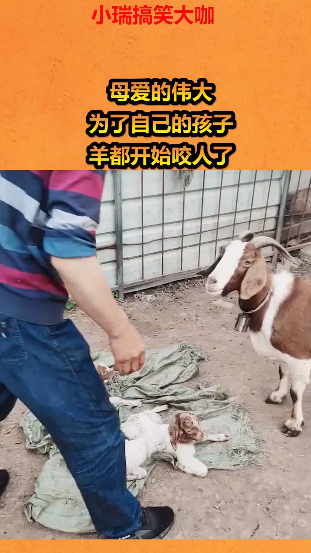母爱的伟大,为了自己的孩子,羊都开始咬人了!