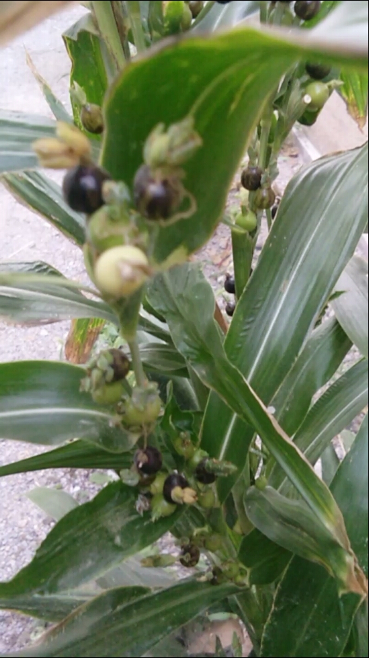 这就是铁玉米,你们认识吗?不多见了.