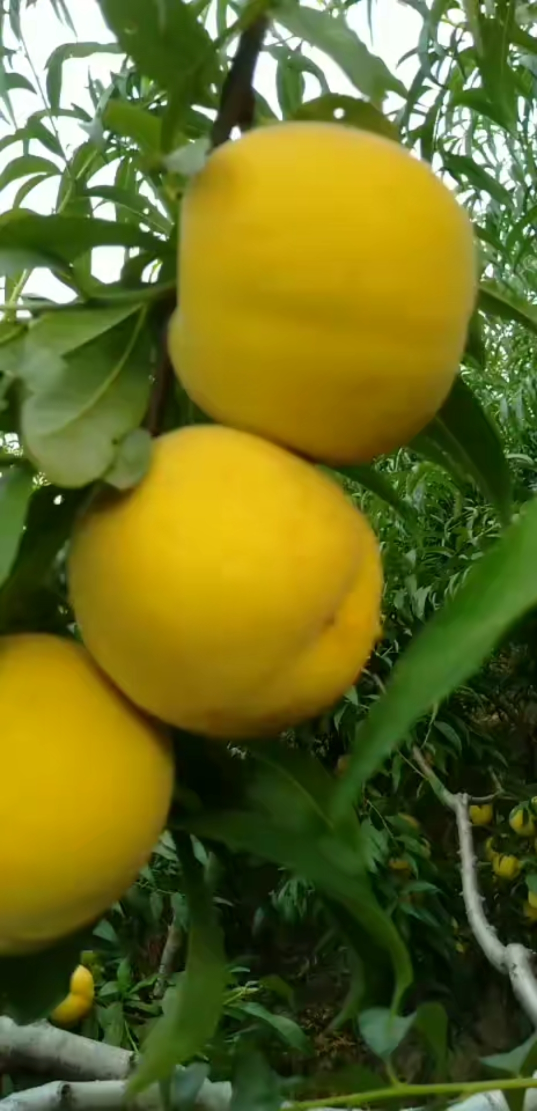 黄金冠桃,离核,单果重八两!