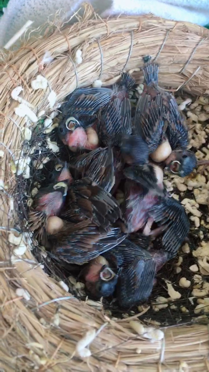 捡到一窝小麻雀!怎么办?