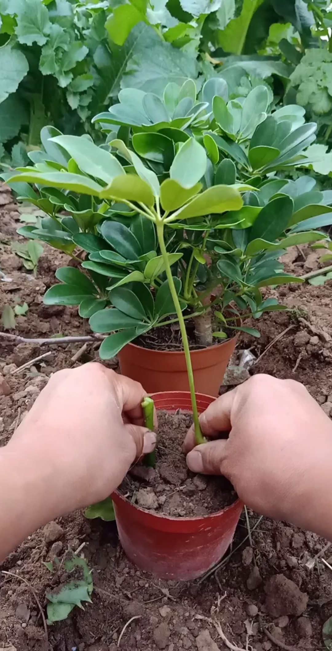 最潮劳动者#扦插鸭掌木技巧,春季秋季最佳