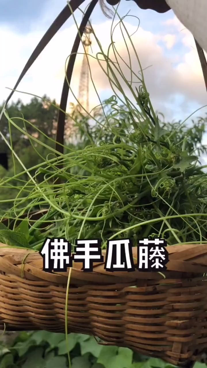 农村有各种藤今天的佛手瓜藤比南瓜藤还好吃哦你们吃过没