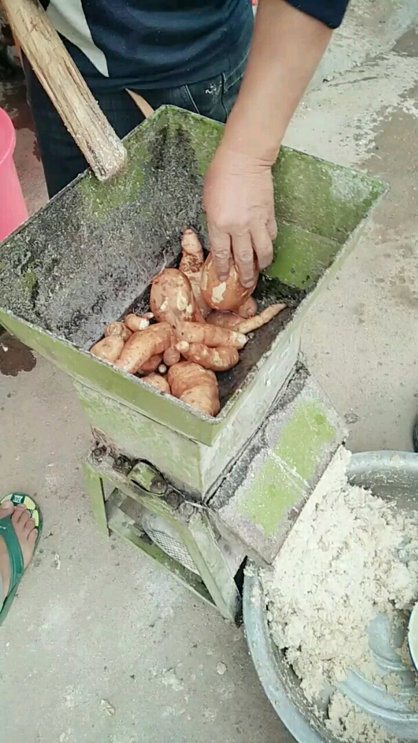 地瓜粉的制作过程
