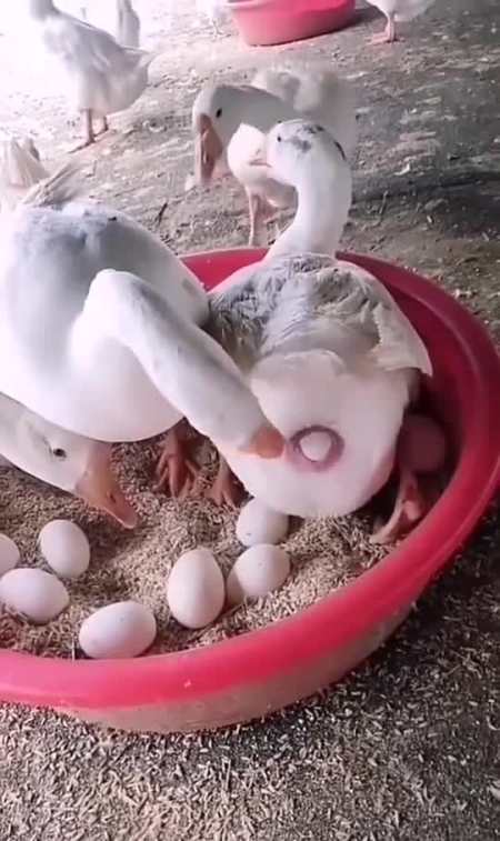 半天没生出蛋,急得公鹅亲自接生-全民小视频