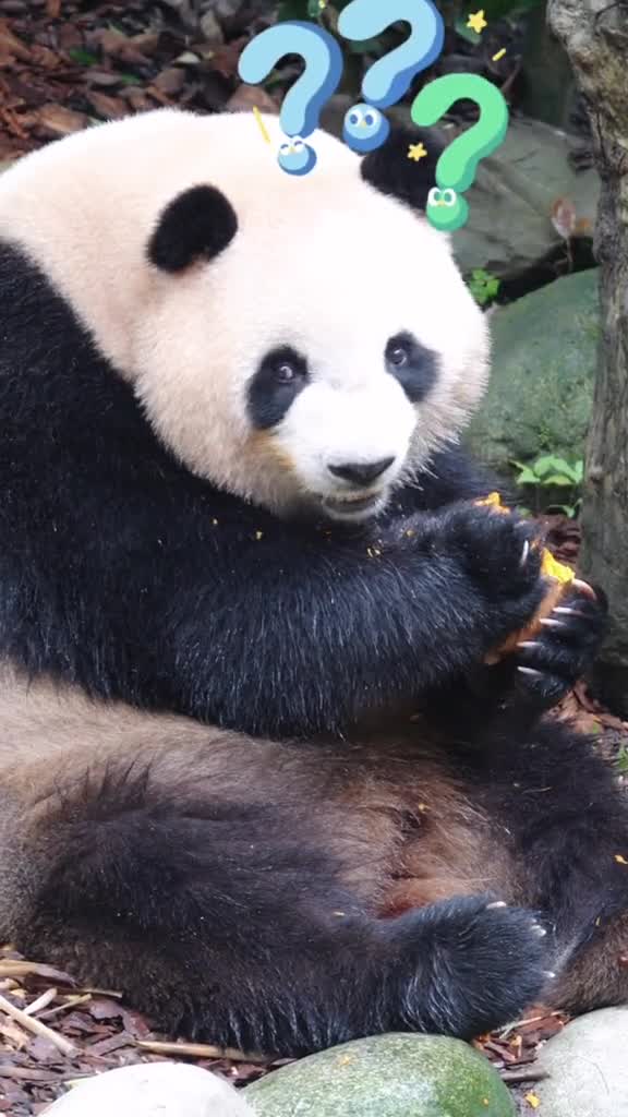 熊猫肉不好图片