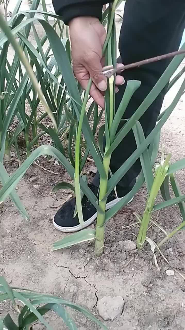 老公发明了抽蒜苔神器,本来3天的活儿,7天都没干完!