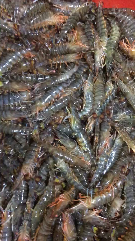 旅游进行时#小小小斑节虾