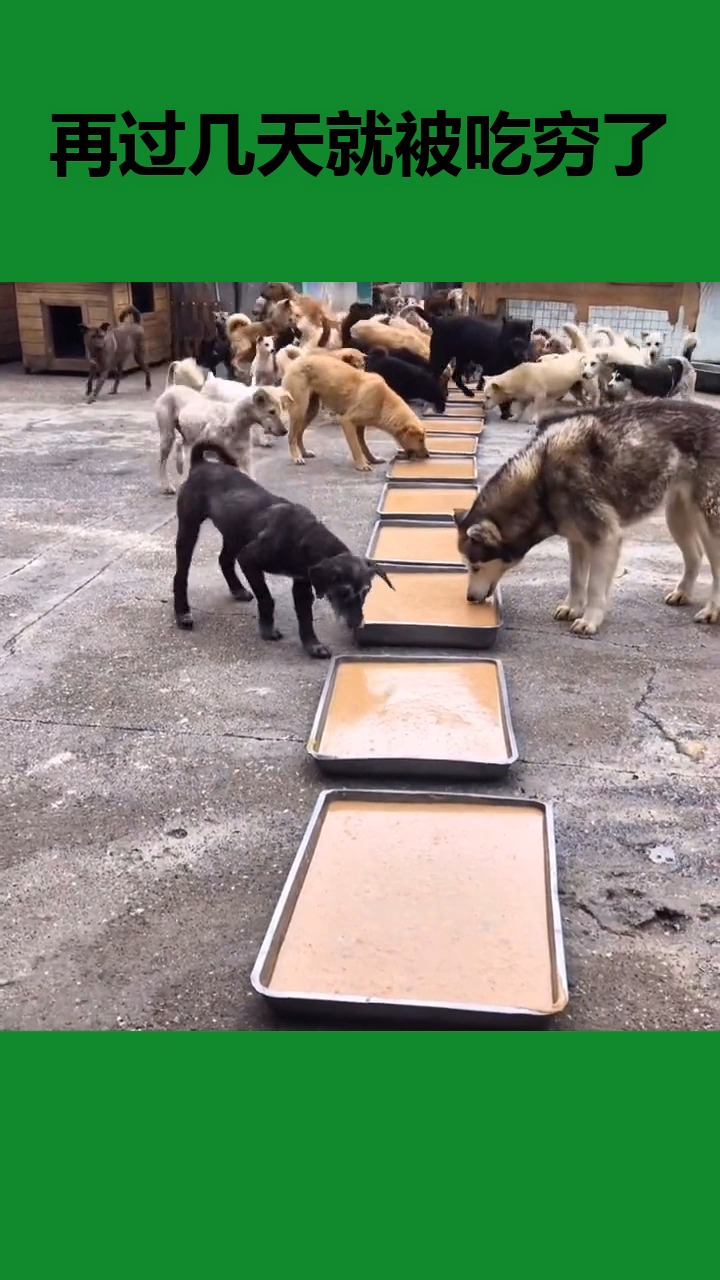 一群狗狗吃饭图片
