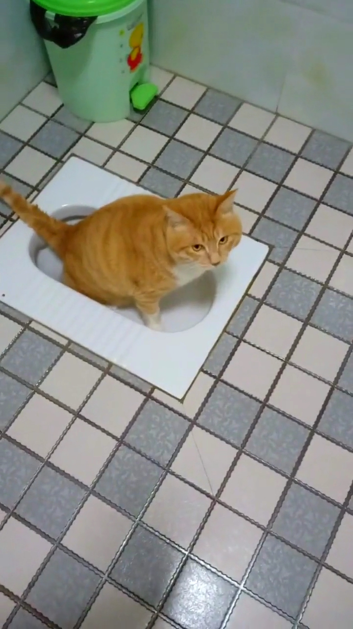 我家宠物成精了#猫咪上厕所,四只脚都踩马桶里了