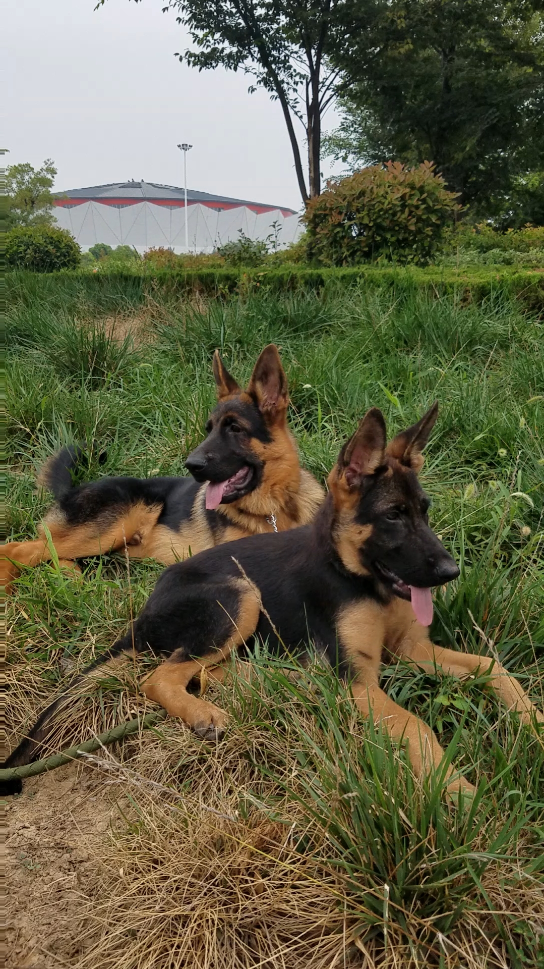 四个多月德牧,同窝的还有六条