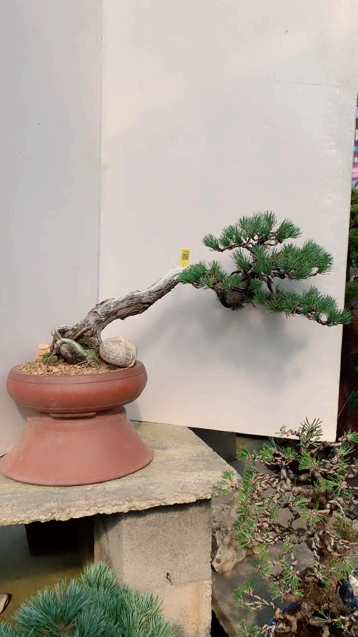 千奇百怪盆景桩#临水造型,走势特别完美