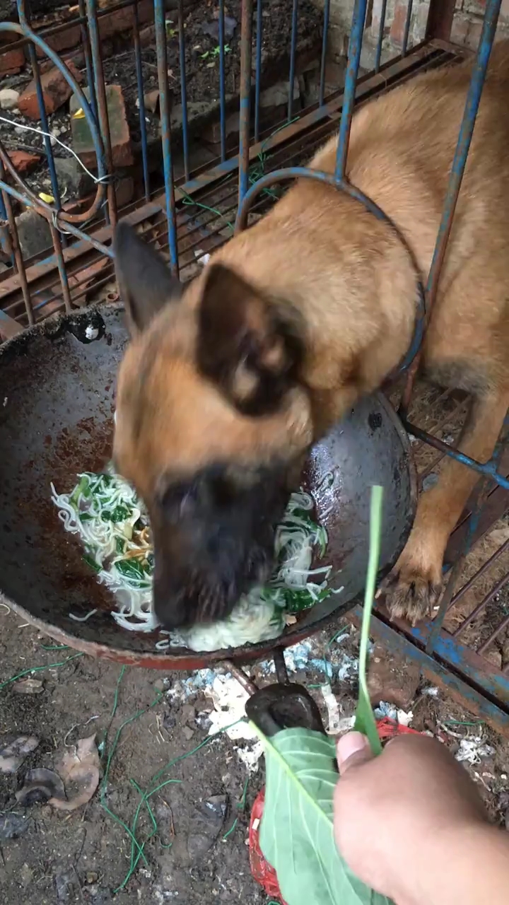 屠宰场刚救回来的狗狗真的是饿极了.宝贝,别着急,吃完这锅还有一锅