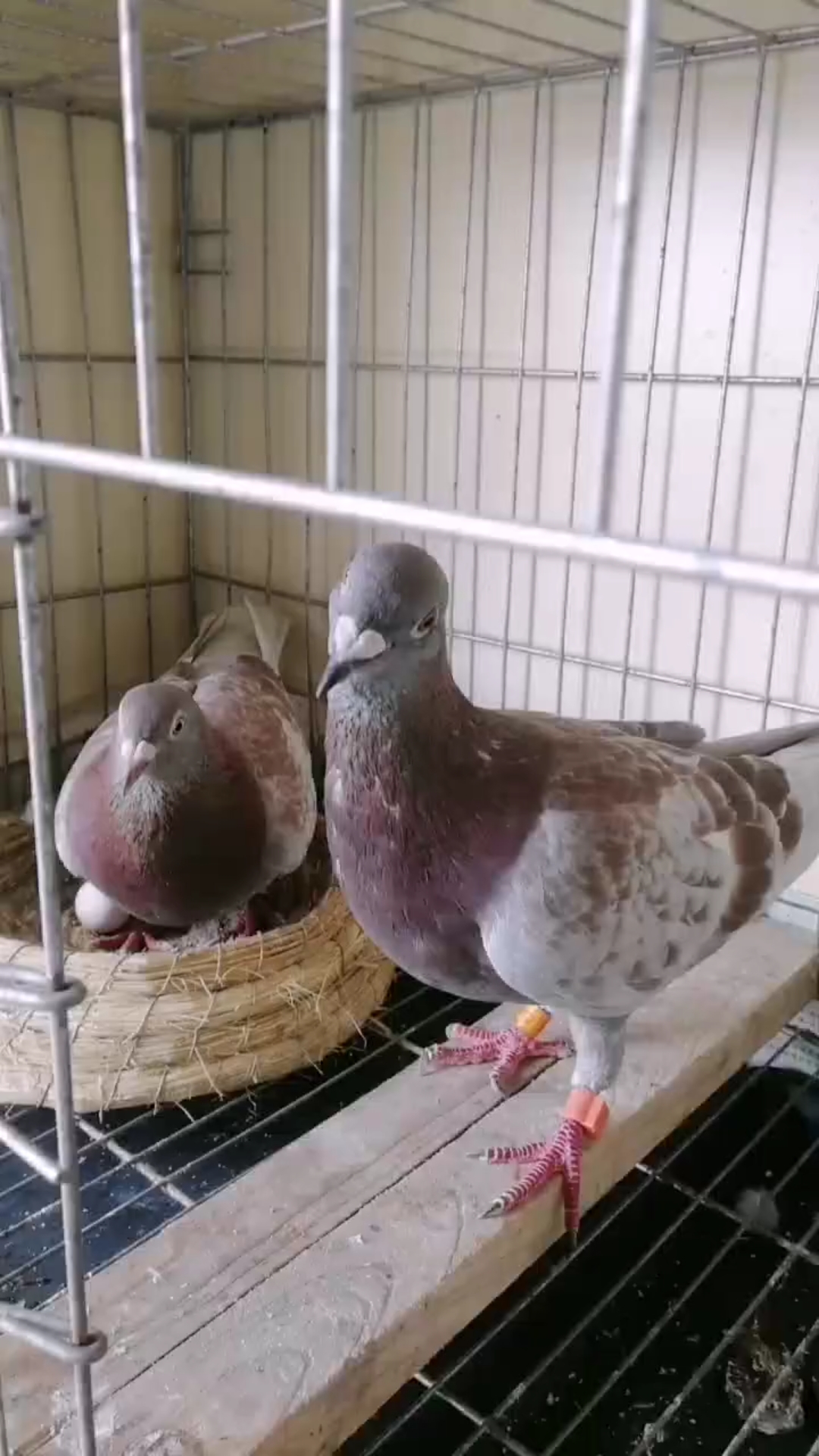 鸽子佳丽#两羽漂亮的砂眼红雨点!