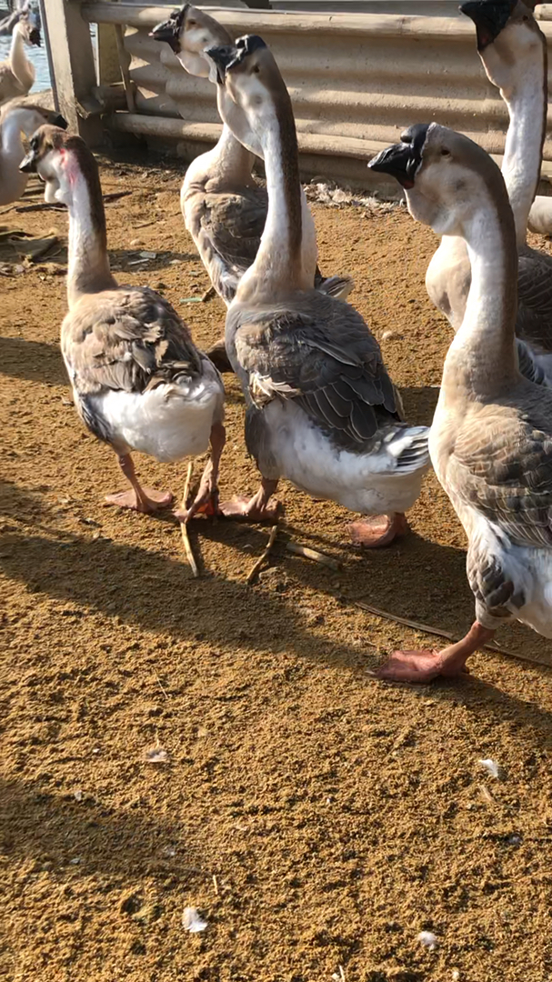 大种狮头鹅,太漂亮了