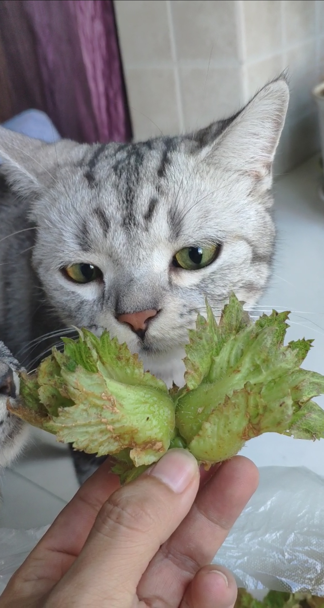 坚果猫品种图片
