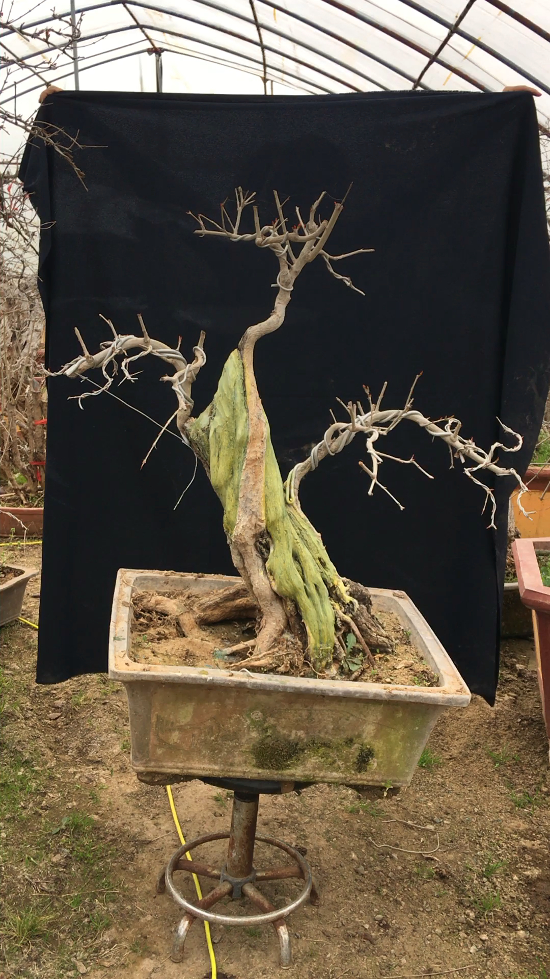 舍利干石榴盆景