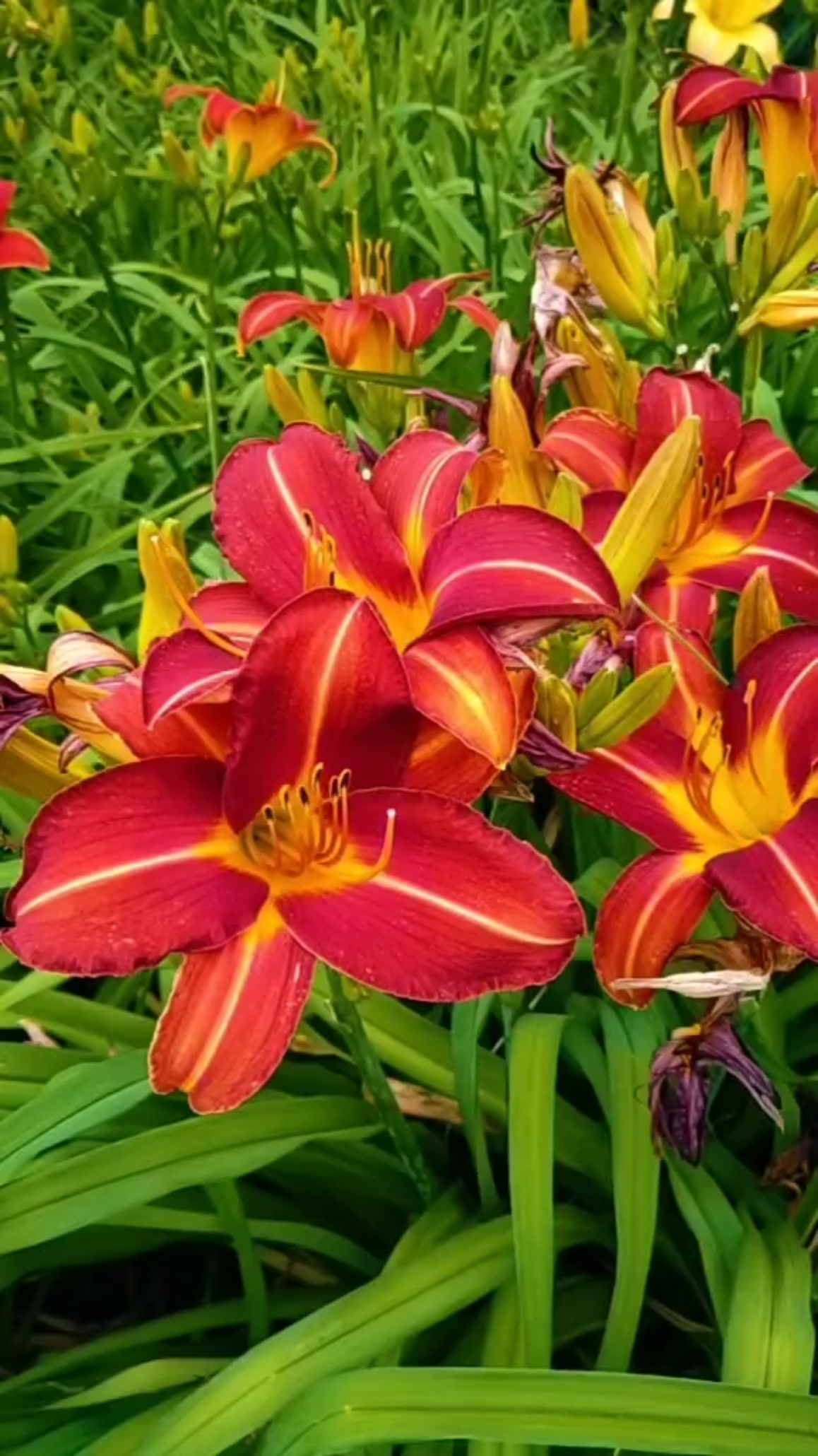 我的小花园#金娃娃萱草