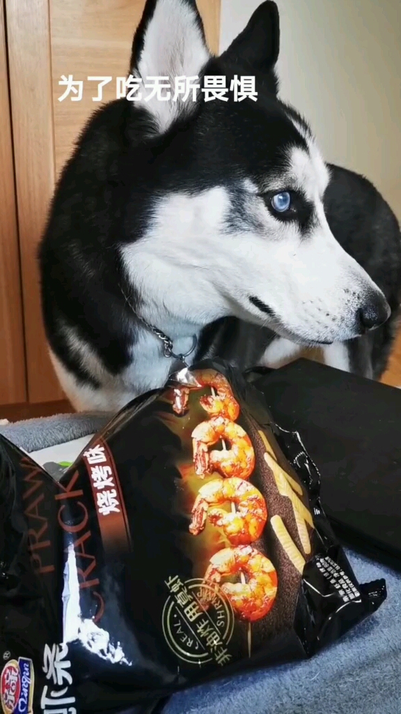 趁着铲屎官不在,赶紧吃点