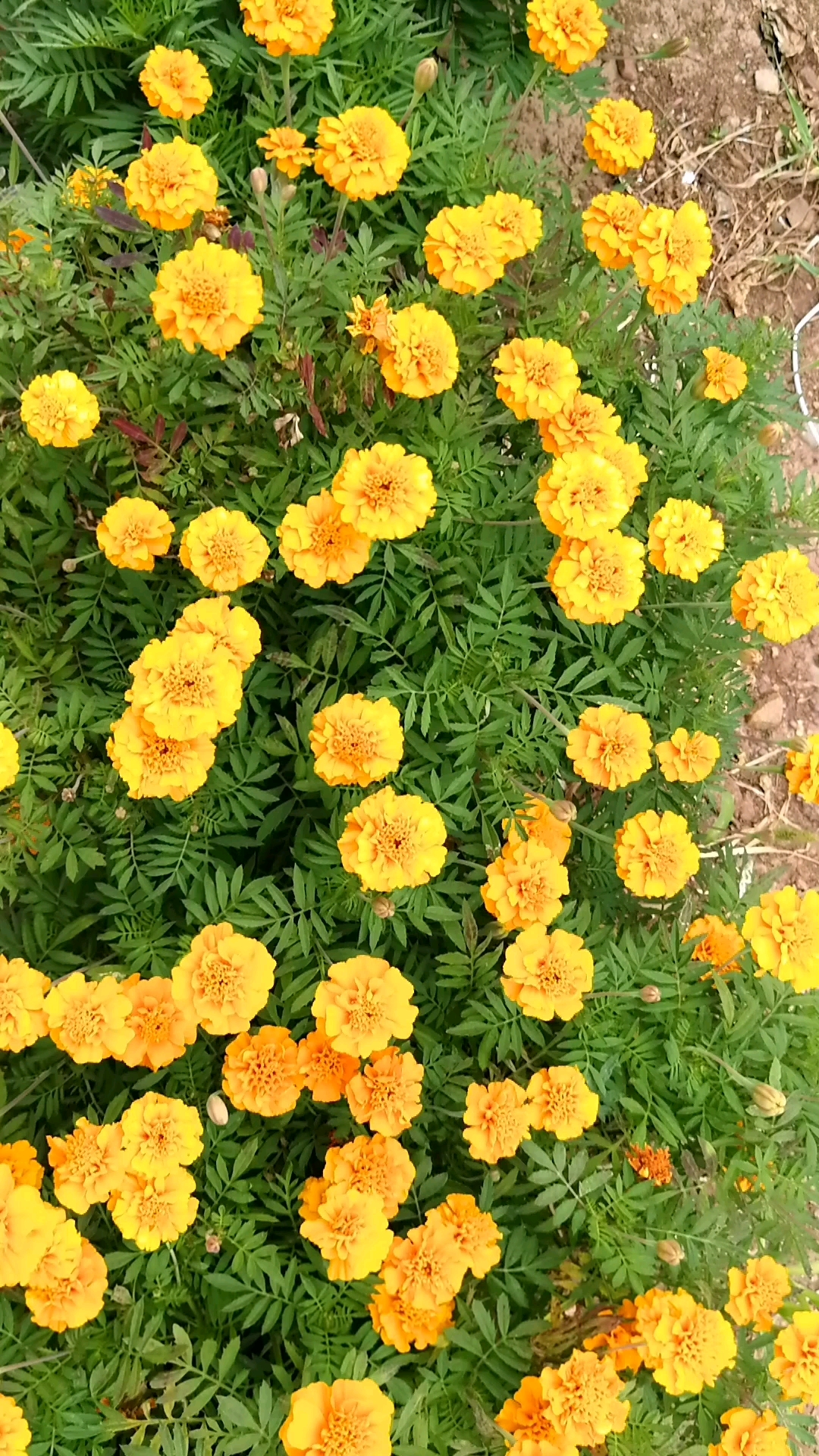 遍地黄花遍地金.