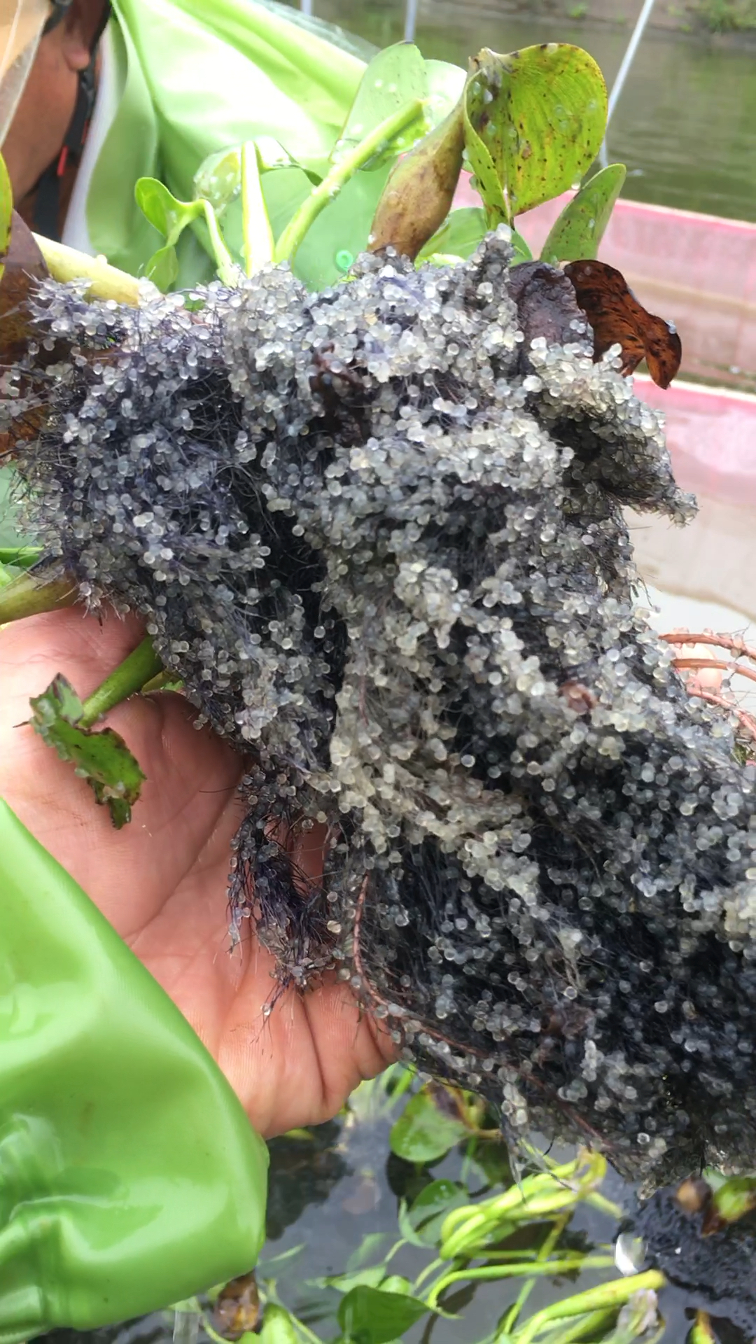 这是刚产出来的红鲤鱼蛋,密密麻麻的!