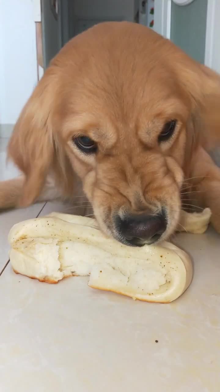 我要上热门#金毛每次吃饭都要龇牙护食,主人管都管不住它,这狗还囊