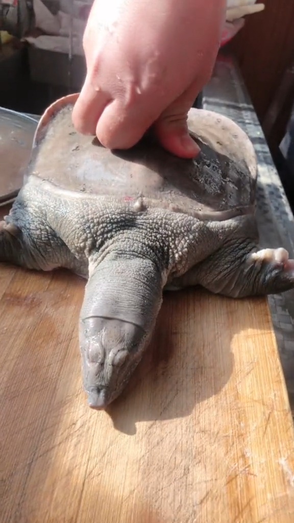 甲鱼头是这样伸出来的吗?