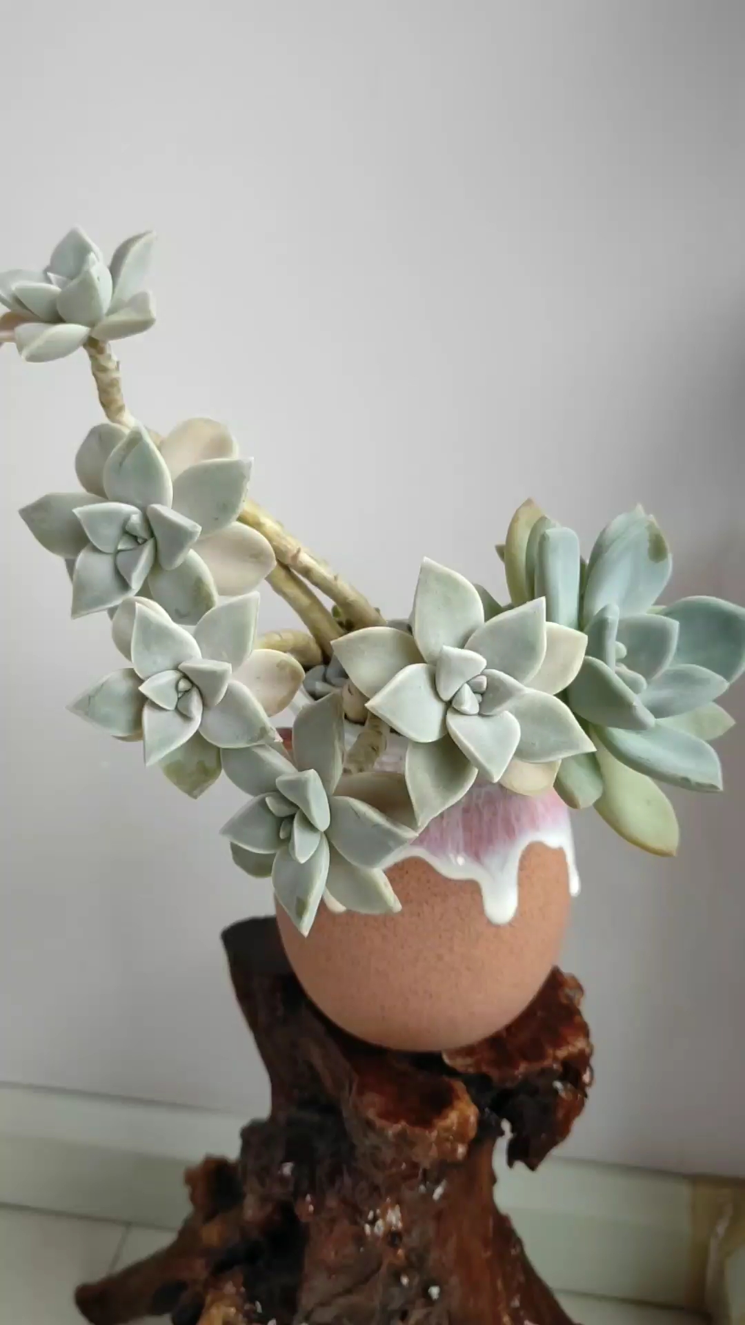 普货也舍不得扔啊!胧月冬美人的叶插都成老桩了