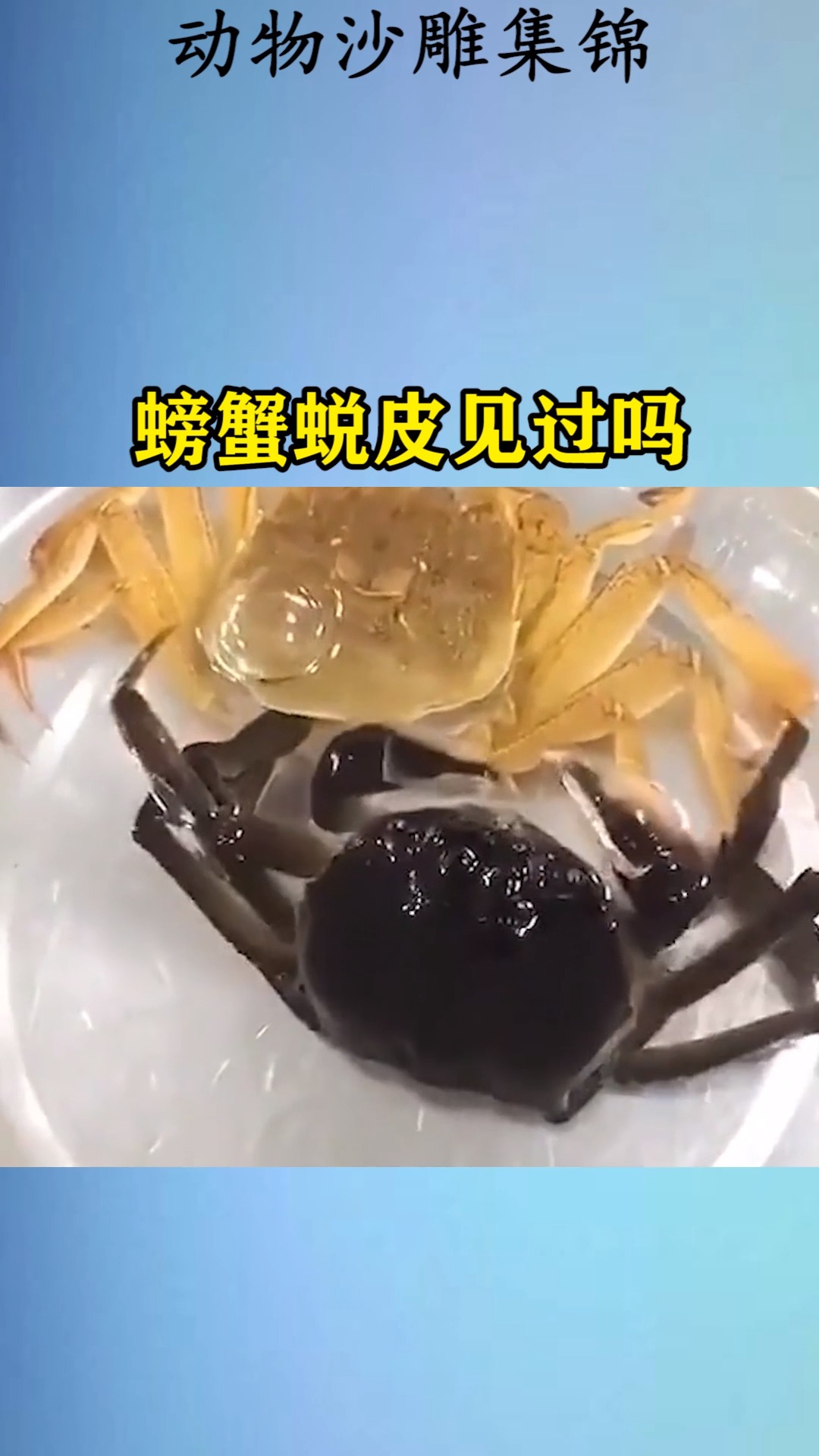 我要上热门#螃蟹蜕皮见过吗